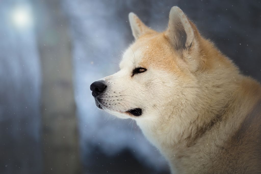 Akita inu