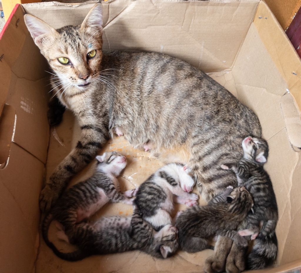 Dierenarts houdt reageerbuisje vast