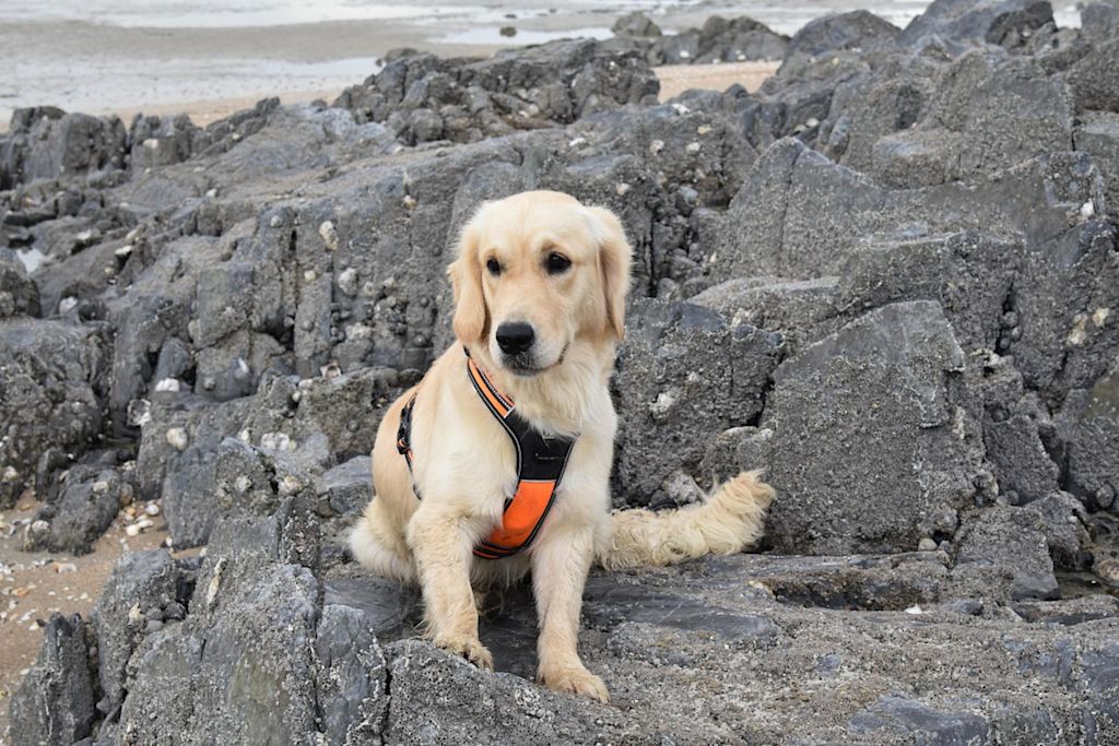 golden-retriever harnais