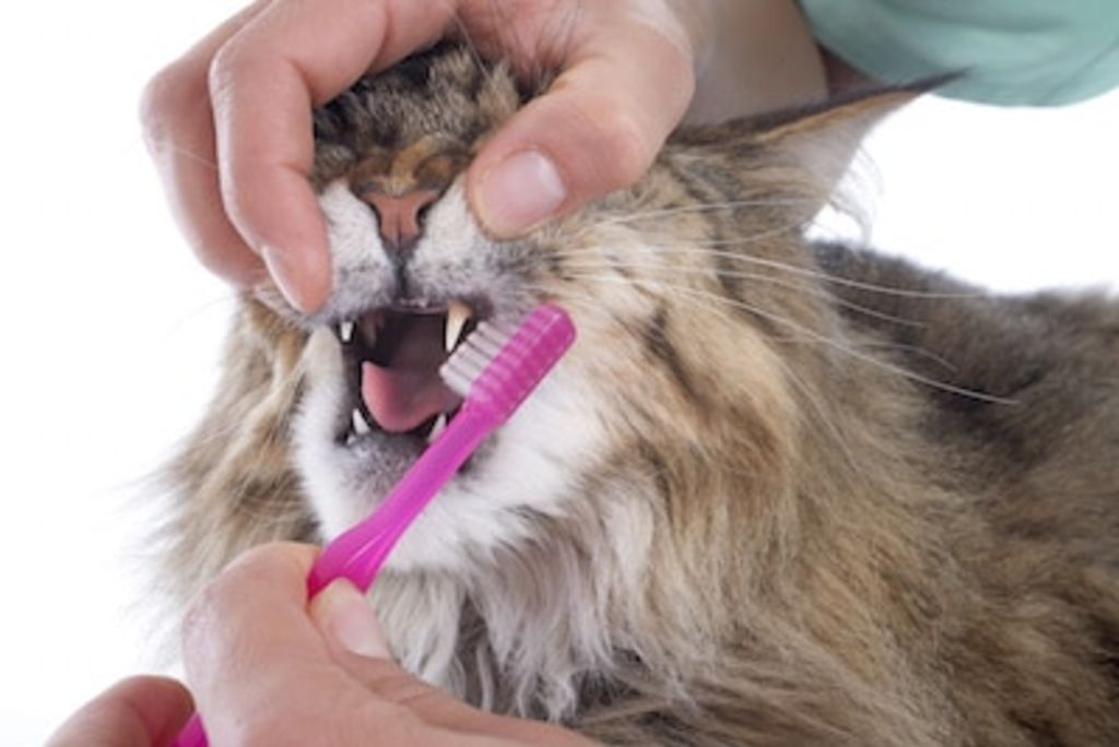 brosser les dents du chat 2