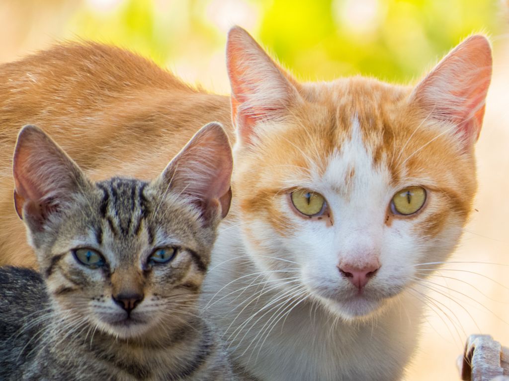 vieux chat et chaton
