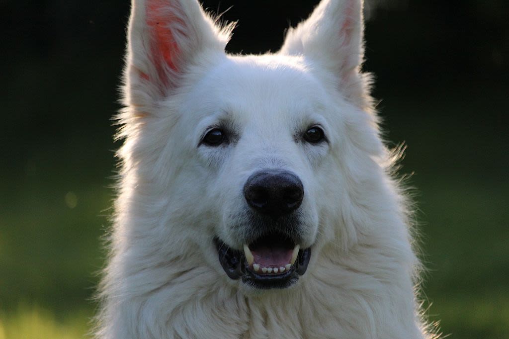 berger blanc suisse 1