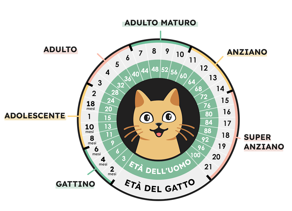 Come si calcola l’età dei gatti in anni umani