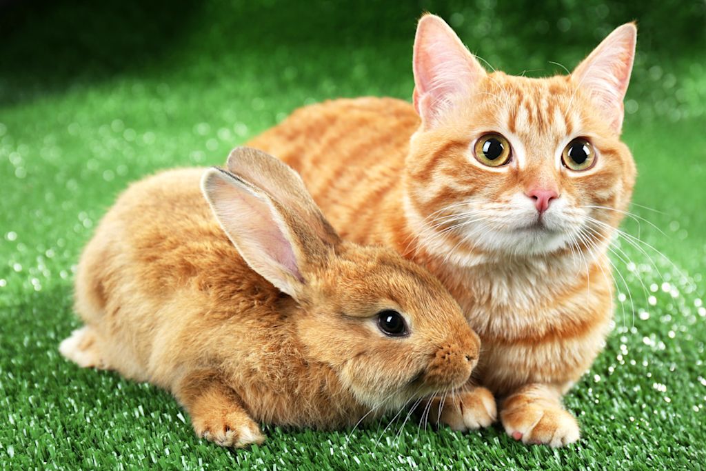 chat et lapin roux