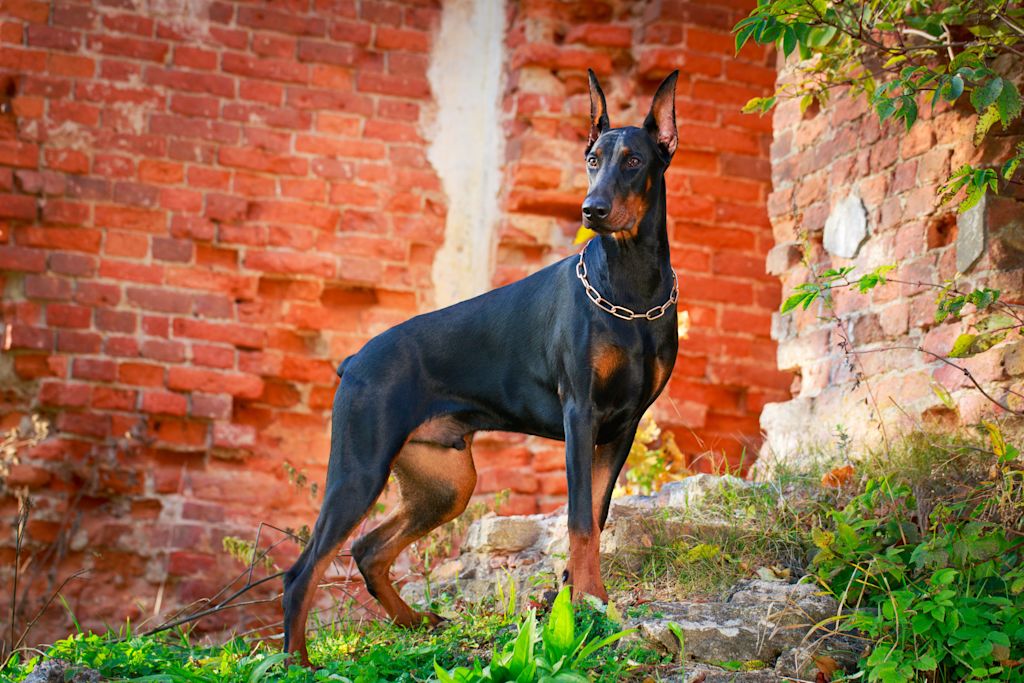 superbe dobermann