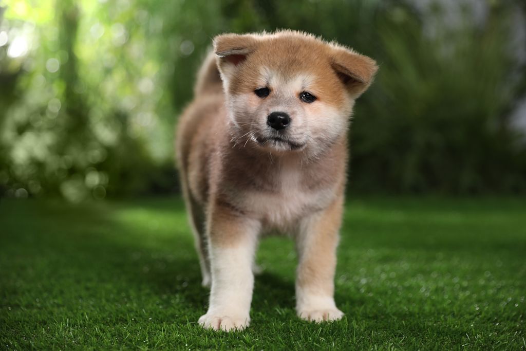 chiot akita inu
