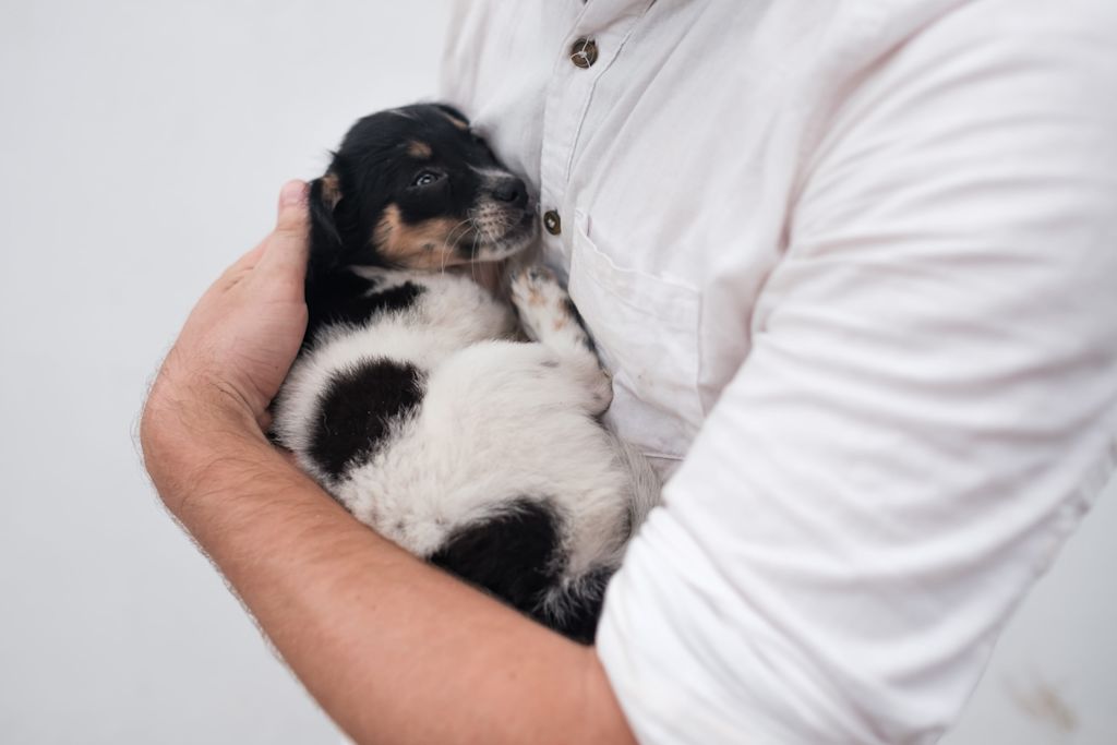 chiot malade veterinaire