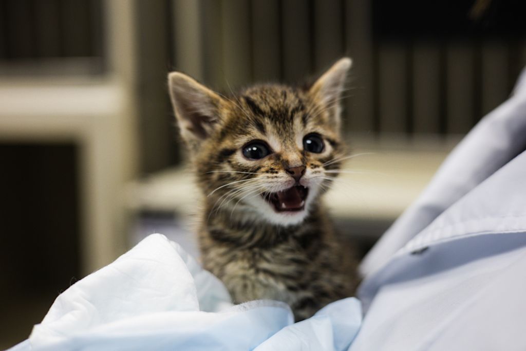 chaton tigre veterinaire