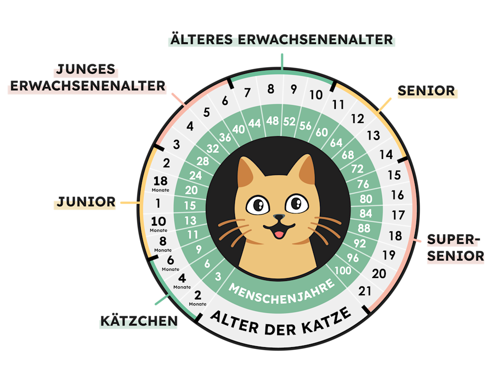 SVDE - Infographie - Age du Chat vs Humain