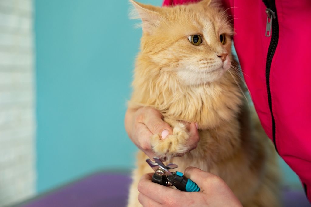 Krallenpflege ist wichtig