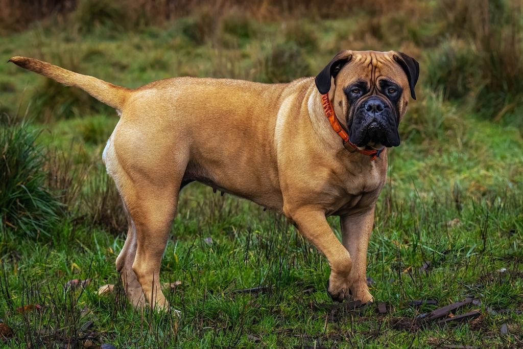 Bullmastiff portret met donkere gezichtsmasker