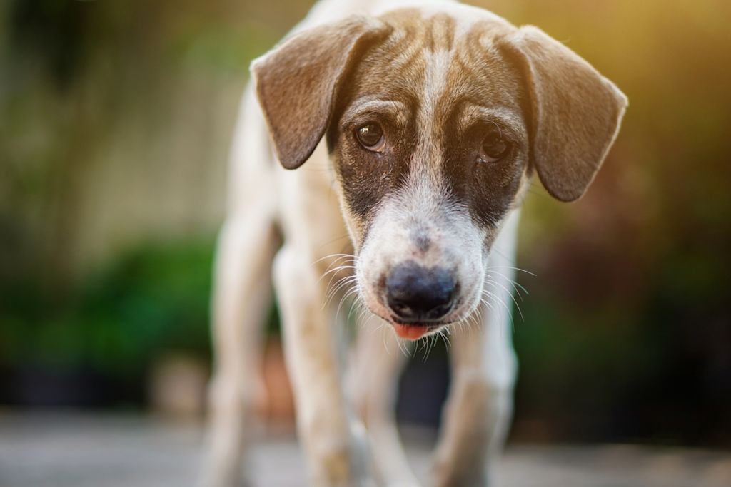 Welpe schaut neugierig in die Kamera draußen