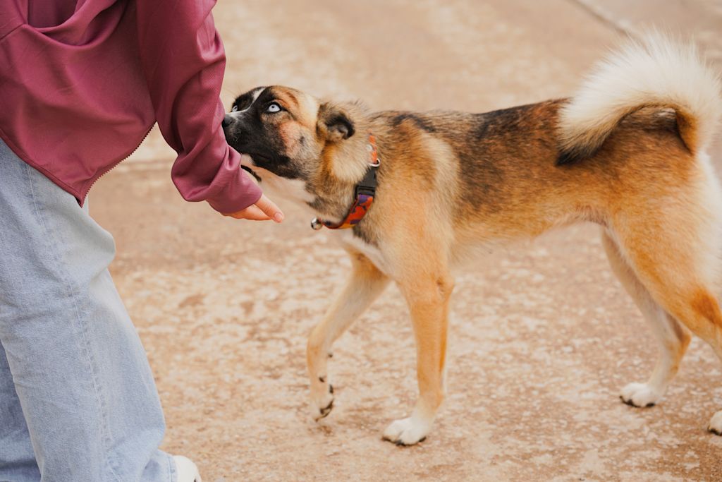 Chien qui rencontre quelqu'un