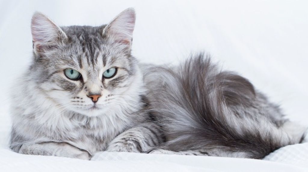 Chat sibérien allongé