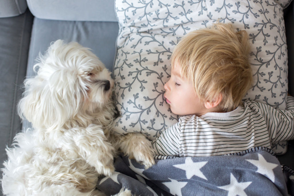 chien et enfant au lit
