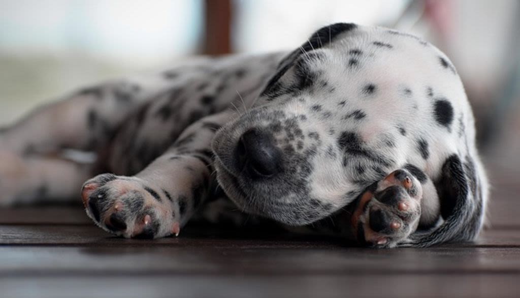cucciolo di dalmata