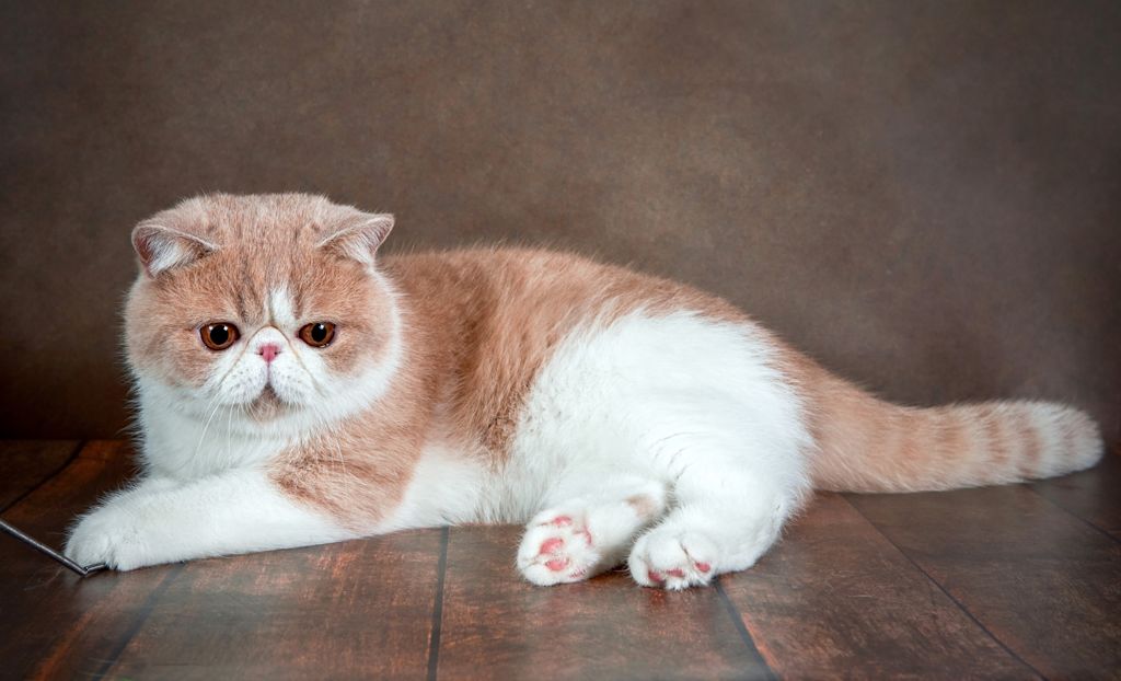 chat exotic shorthair
