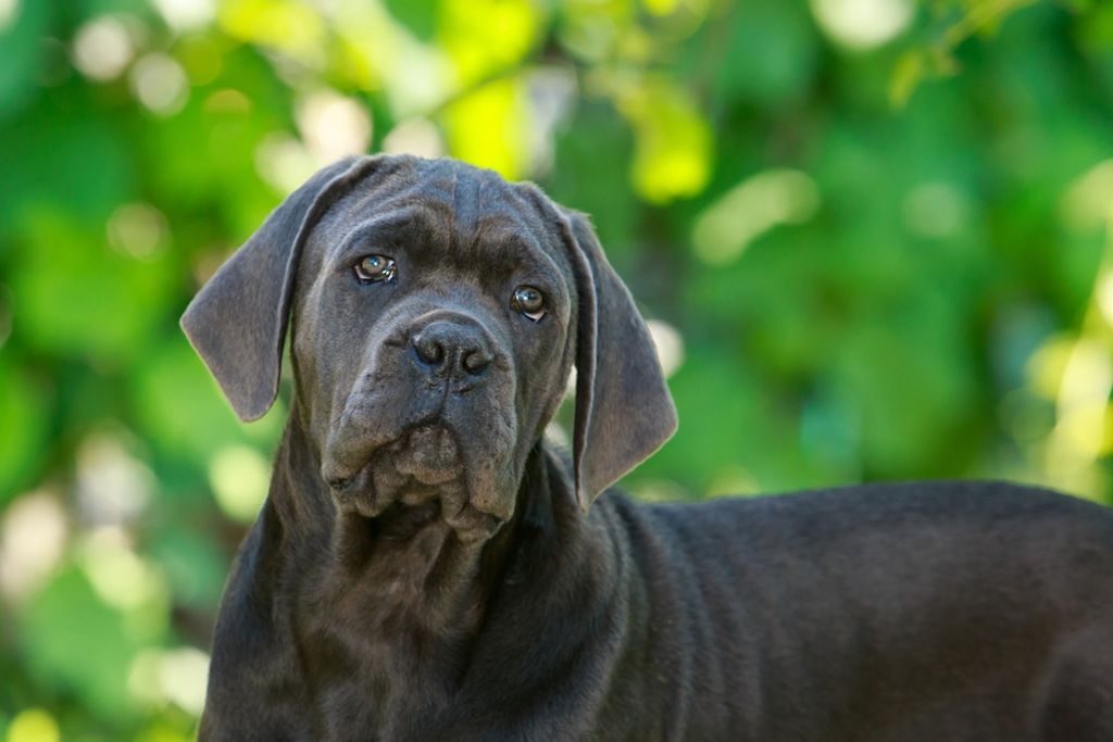 Der Cane Corso benötigt konsequente Erziehung