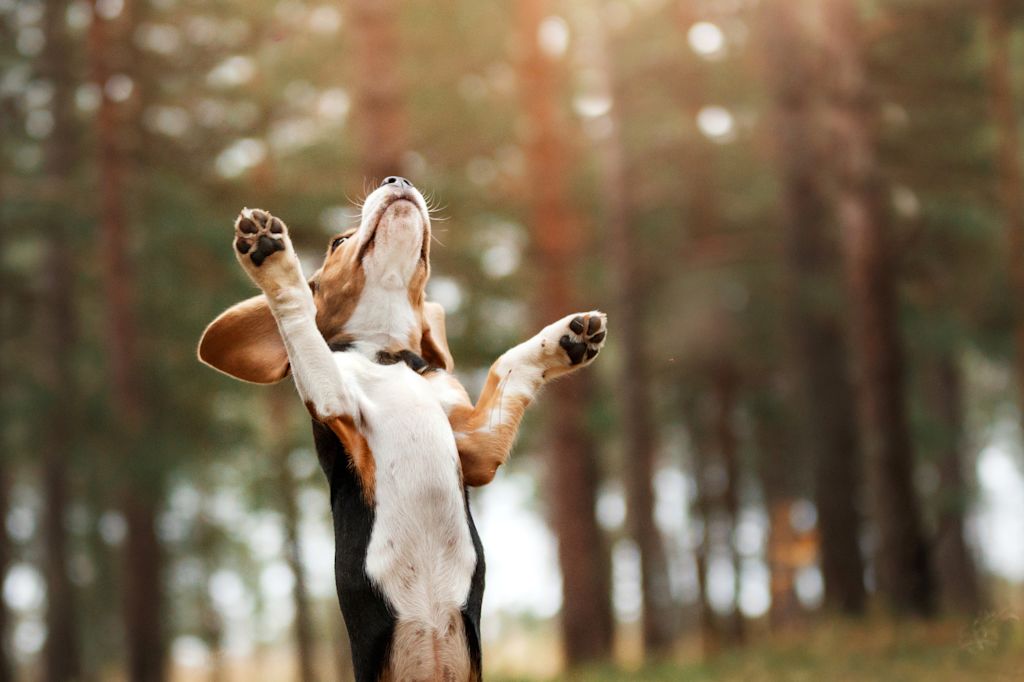 Chiot Basset Artésien