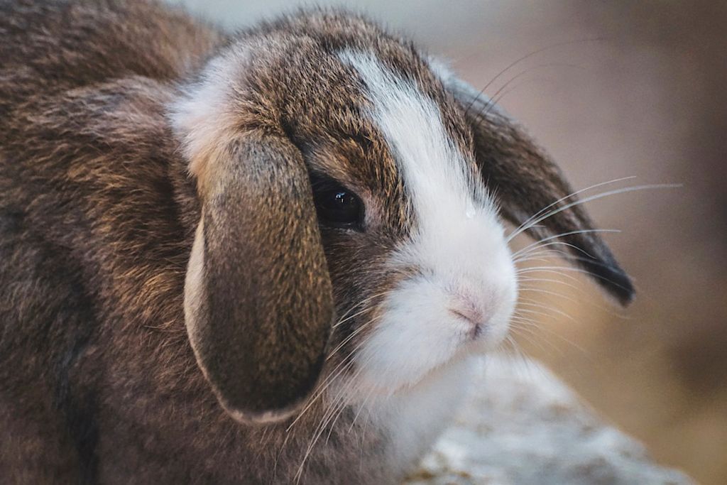 lapin nain bélier de profil