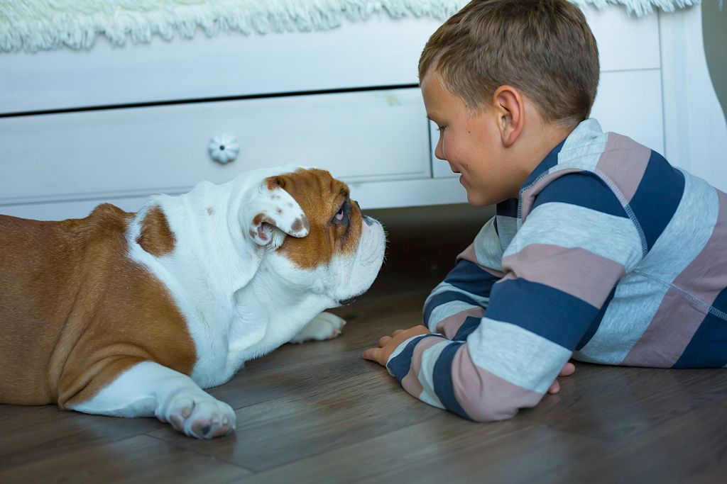 bulldog et enfant