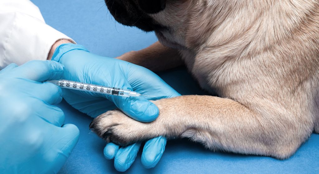 prise de sang hypothyroidie chien vétérinaire