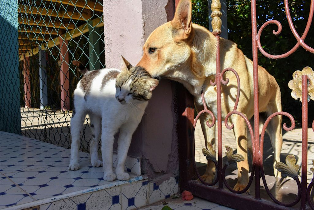 chat et chien en câlin