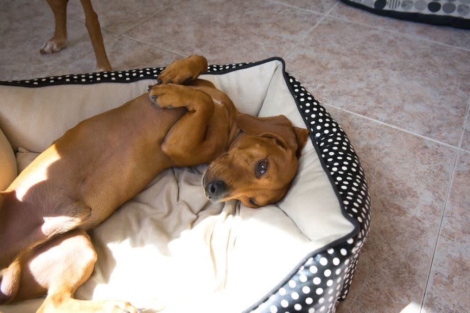 Perro en su cama