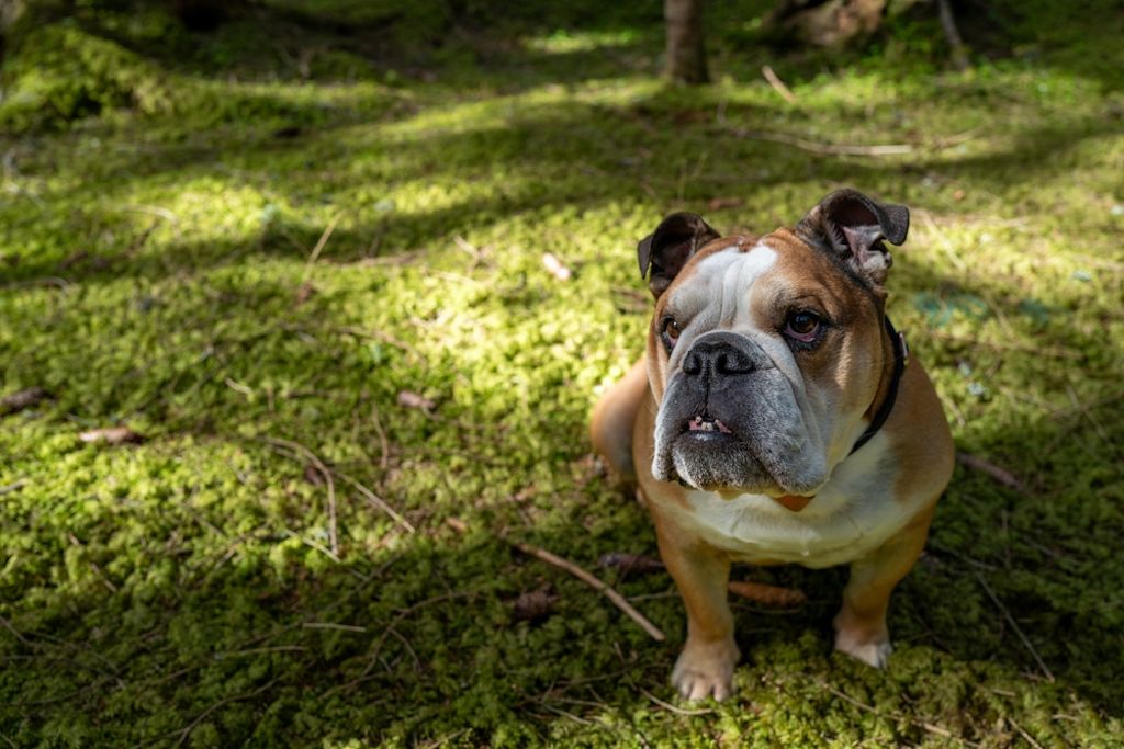 Engelse Bulldog rust tussen herfstbladeren
