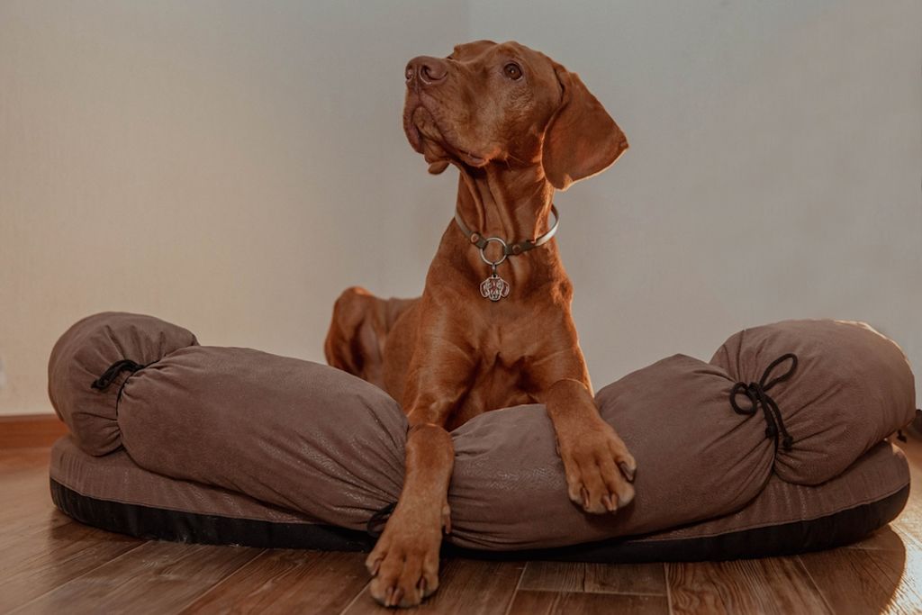 Vizsla rust comfortabel op hondenbed