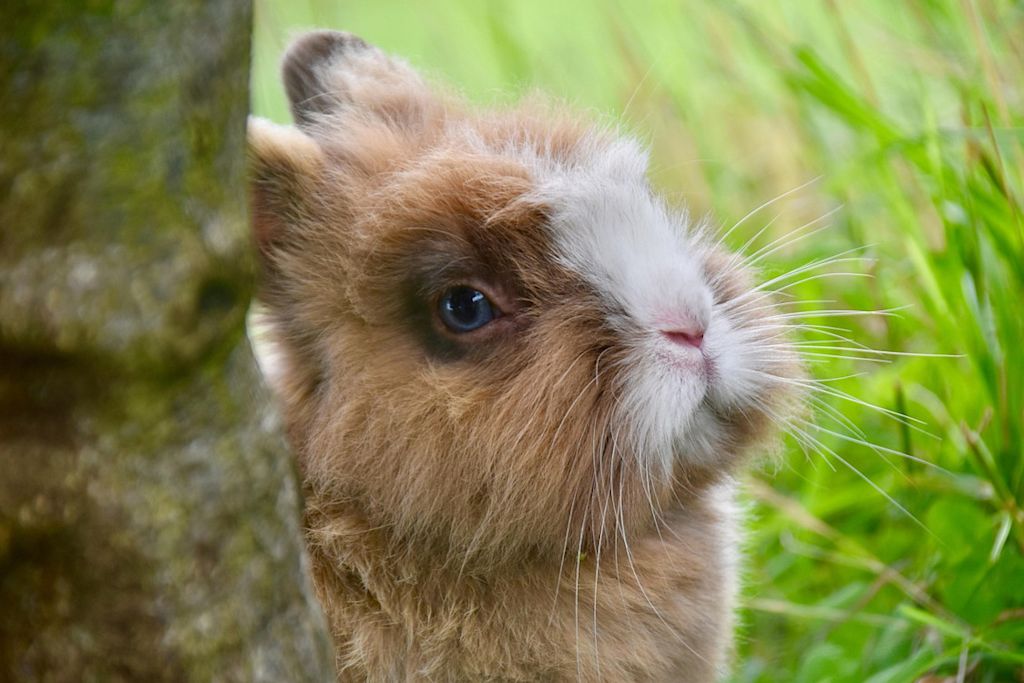 lapin aux yeux bleus