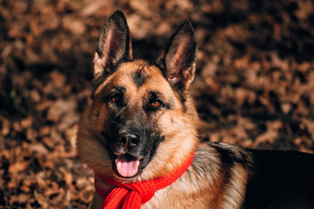 Berger allemand adulte