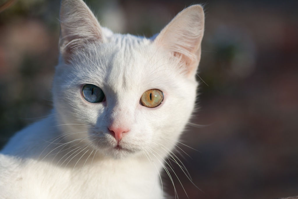chat blanc yeux vairons