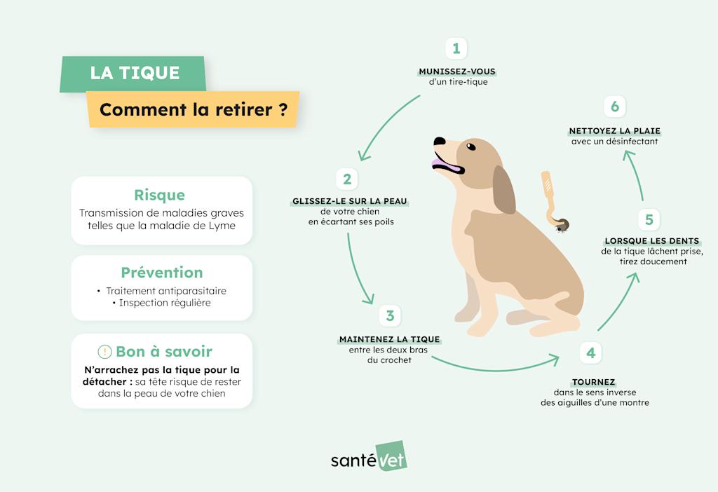 tiques chez le chien