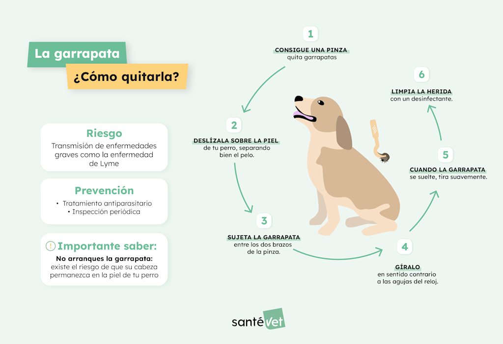 SVES Infographie-La Tique