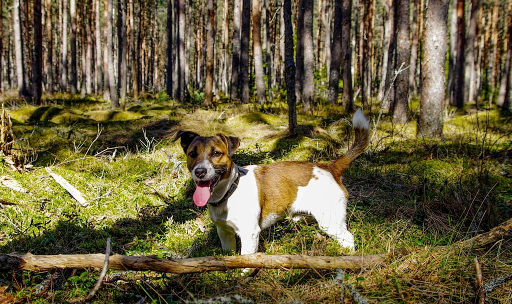 Jack Russell en forêt
