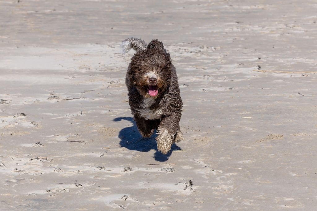 chien d eau espagnol