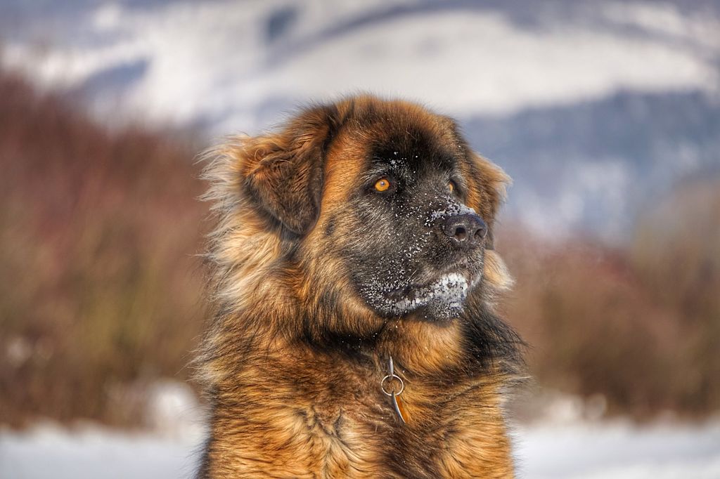 Leonberg de profil