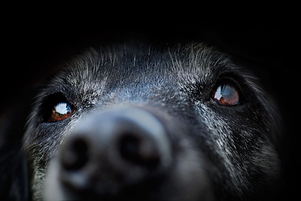 gros plan sur les yeux d un chien