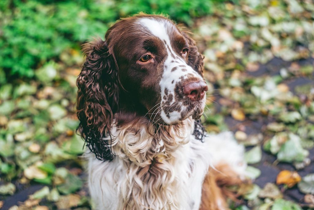 springer spaniel