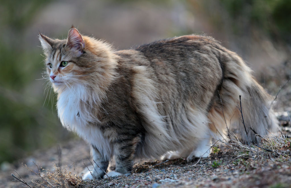 chat des forets norvegiennes