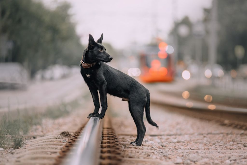 Chien sur les rails