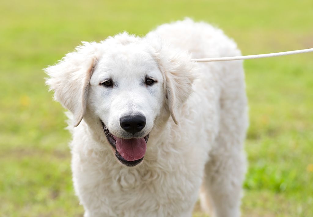 chiot kuvasz