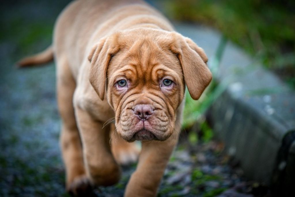 Chiot Dogue de Bordeaux