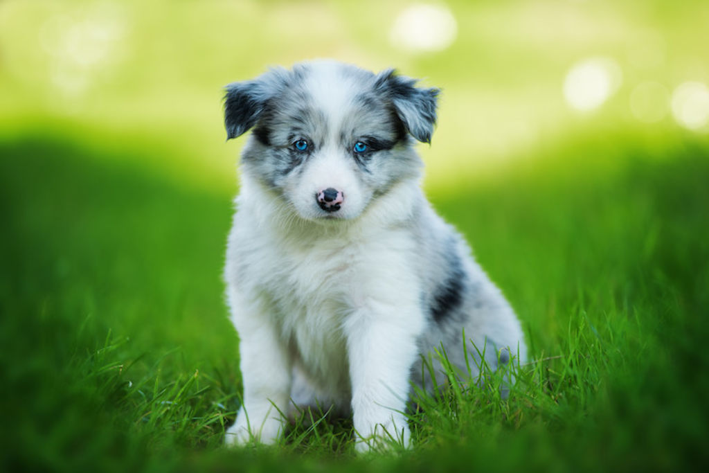 chiot berger australien