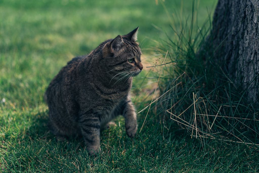 chat surpoids arthrose