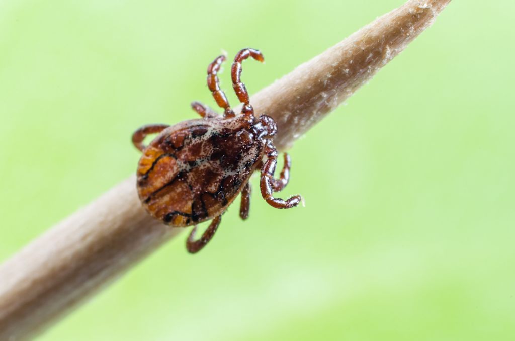 tique chien piroplasmose