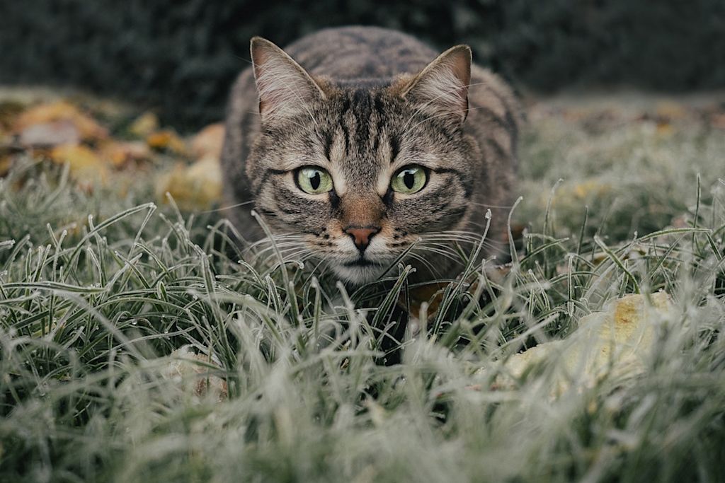 chat tigré dans l-herbe
