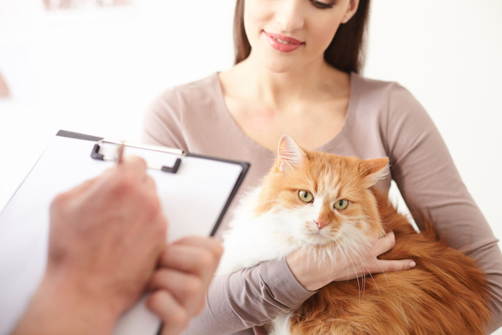 chat et sterilisation