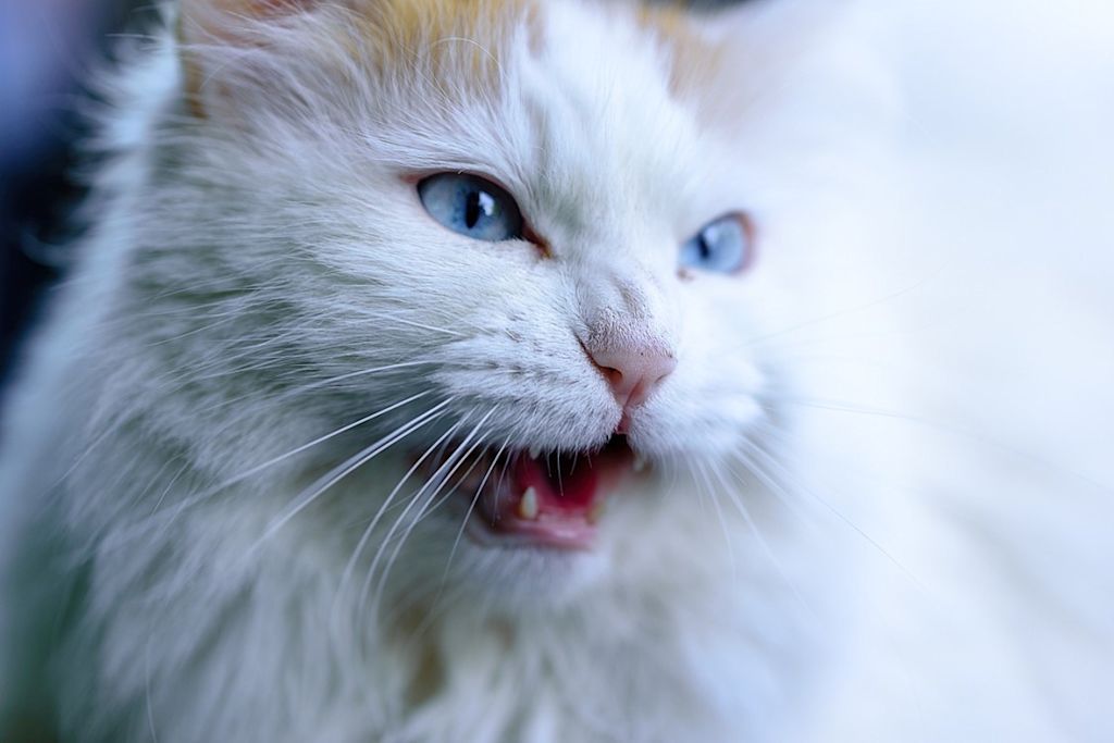 Chat blanc